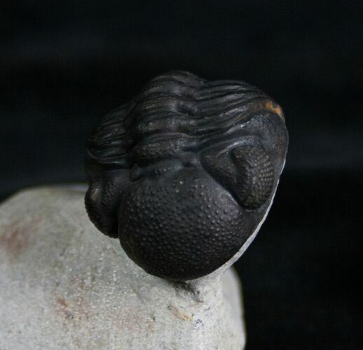 Amazing Preserved Enrolled Phacops Trilobite #7136